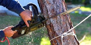 Best Emergency Tree Removal Services  in Woodlyn, PA