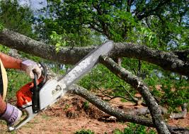  Woodlyn, PA Tree Services Pros