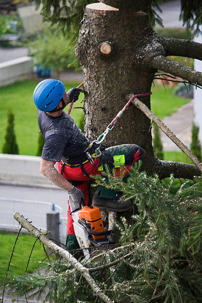 Best Grass Overseeding  in Woodlyn, PA