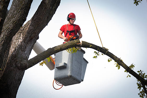 How Our Tree Care Process Works  in  Woodlyn, PA