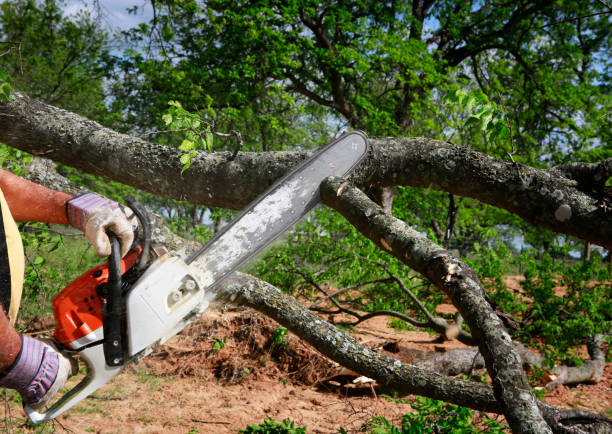 Woodlyn, PA  Tree Services Company